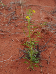 Cleome paxii