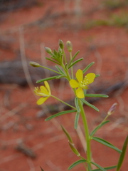 Cleome paxii