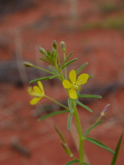 Cleome paxii
