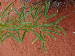 Cleome paxii