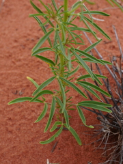 Cleome paxii