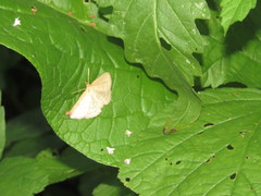 Psammotis pulveralis