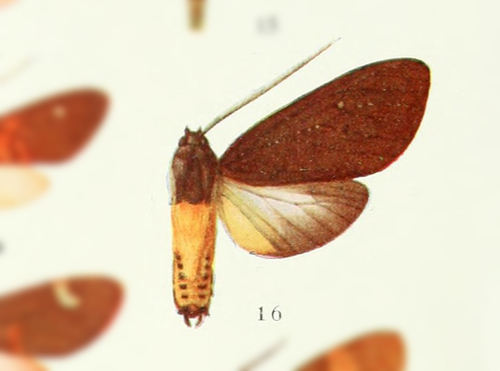 Sychesia omissus