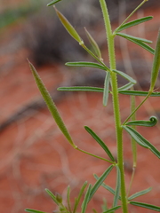 Cleome paxii