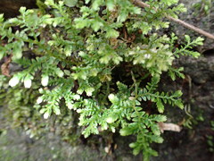 Selaginella aristata