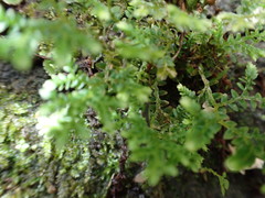 Selaginella aristata