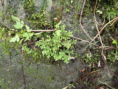 Selaginella aristata