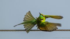 Merops orientalis