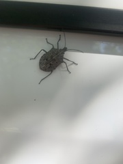 Peltasticus punctatus