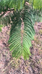 Leucaena