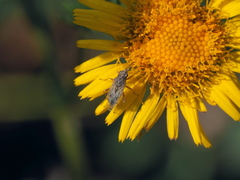 Nysius graminicola