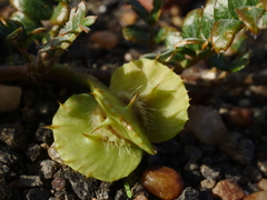 Tribulus cristatus