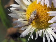 Nysius graminicola