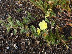 Tribulus cristatus