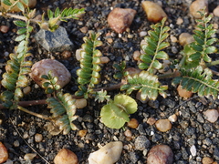 Tribulus cristatus