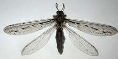 Centroclisis