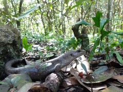 Round Island Skink photo 3
