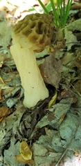 Morchella diminutiva