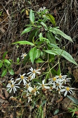 Olearia elliptica