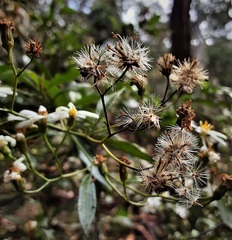 Olearia elliptica