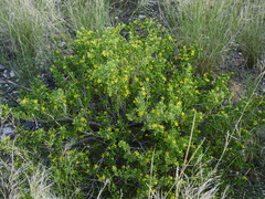 Tetraena rigida