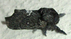 Anadiasa affinis