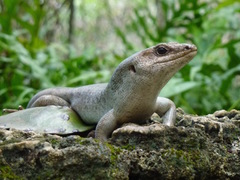 Round Island Skink photo 4