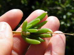 Delosperma brevisepalum