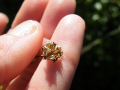 Delosperma brevisepalum