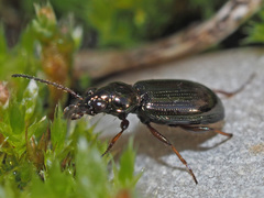 Bembidion properans