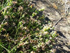 Delosperma brevisepalum