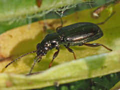 Bembidion properans