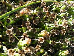 Delosperma brevisepalum