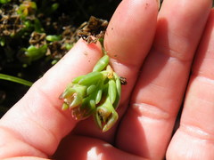 Delosperma brevisepalum