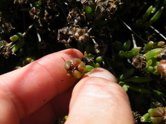 Delosperma brevisepalum