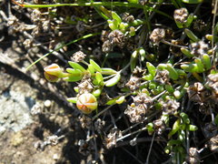 Delosperma brevisepalum