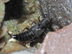 Stenus canaliculatus