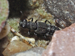 Stenus canaliculatus