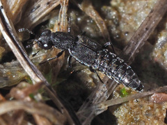 Stenus canaliculatus