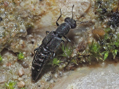 Stenus canaliculatus
