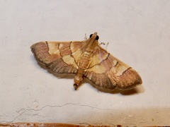 Syngamia latimarginalis