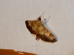 Syngamia latimarginalis