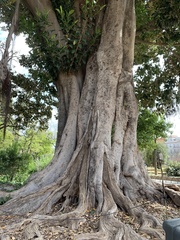 Ficus macrophylla