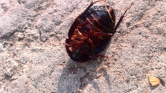 Homoeogamia mexicana