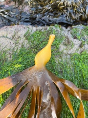 Laminaria digitata