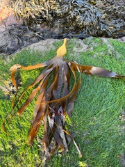 Laminaria digitata
