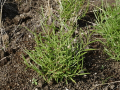 Microcharis