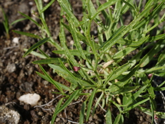 Microcharis
