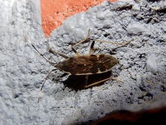 Dieuches discoguttatus