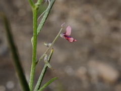Microcharis